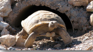 Mojave Max sets record for latest spring emergence in Southern Nevada