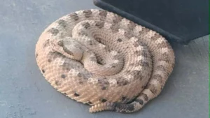 Rising desert heat brings more snake sightings as local family finds one in backyard