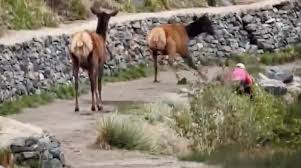 Video captures elk charging woman walking dog at Evergreen Lake