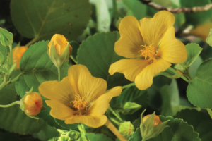 5 of Hawai‘i’s Extraordinary Native Flowers