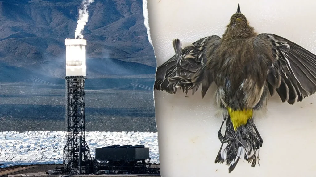 DESERT DEATH TRAP: Regulators allow Obama-era solar plant to kill thousands of birds annually, investigation finds