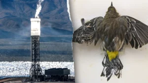 DESERT DEATH TRAP: Regulators allow Obama-era solar plant to kill thousands of birds annually, investigation finds