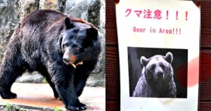 Bear kills woman in Japan, 2 more deadly attacks suspected