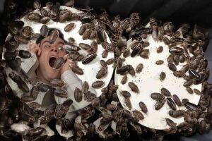 Australia carries out “strict biosecurity controls at its borders” to stop 100,000 imported cockroaches from destroying the local ecosystem