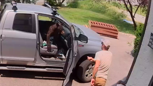 Bear sitting in front seat of truck surprises man in Steamboat Springs
