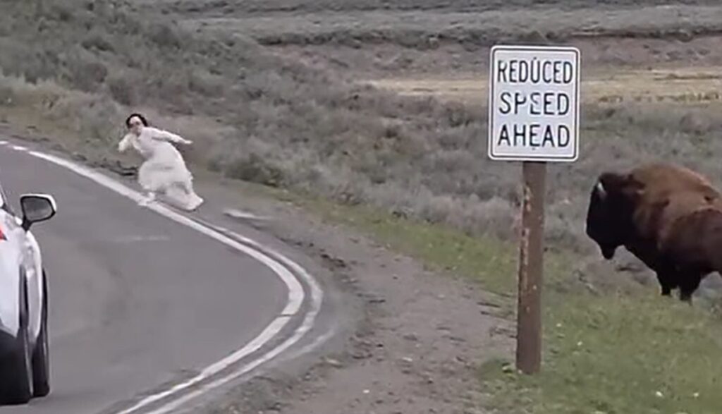 IDIOT ALERT — MUST BE A DUMOCRAT: Woman tests fate at Yellowstone National Park by getting too close to a massive bison, faceplants while running away