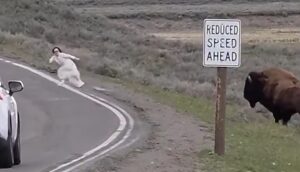 IDIOT ALERT — MUST BE A DUMOCRAT: Woman tests fate at Yellowstone National Park by getting too close to a massive bison, faceplants while running away