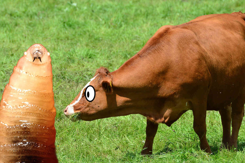 INVASION USA: Flesh-eating screwworms have officially spread into Texas 😨