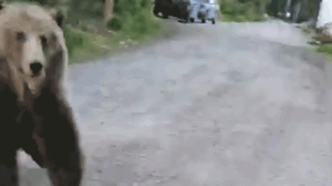 WILD ENCOUNTER: Canadian woman fends off stalking bear after clever water bottle distraction trick