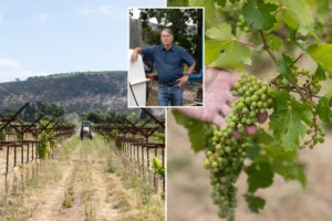NEWSCUM ALERT — VINO EVIL: Furious Napa Valley vineyards facing oblivion as crucifying new fees drop: ‘Can see where this ends’