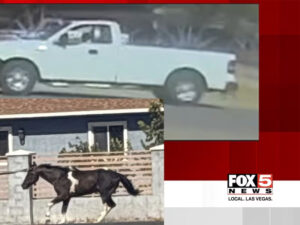 Horse found dead in east Las Vegas, police search for info on truck seen on video