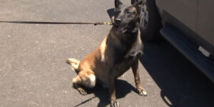Mesquite police K-9 ‘Rogue’ seizes close to $1.5 million in drugs, including nearly 300 pounds of meth in six months