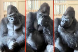 This gorilla in Japan got into a fight with his girl and went off to rethink his life choices