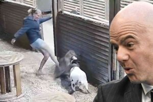 This video of a goat farmer in British Columbia soccer-kicking a cougar will make your day