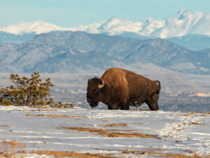 Wait, There Are Bison in Highlands Ranch Now?