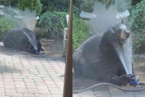 Watch this black bear hose himself down in a North Carolina backyard