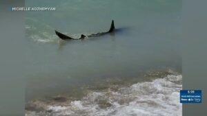 Witness reports shark sighting at Fort DeRussy Beach