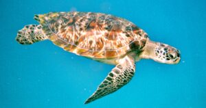 HONU ALERT — WHAT?  China Demands Foreign Intelligence Services Stop Using ‘Spy Turtles’ To Scan Its Waters