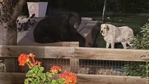 Bear spotted hanging out in Arvada backyard, just feet away from dog