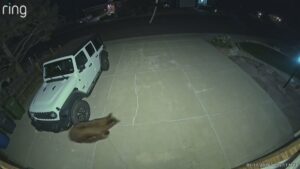 Bear wanders into Loveland home, eats cat food before leaving