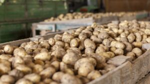 Denver nonprofit giving away 42,000 lbs of free potatoes