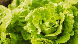 FDA says Taylor Farms Cyclospora lettuce test was a false positive