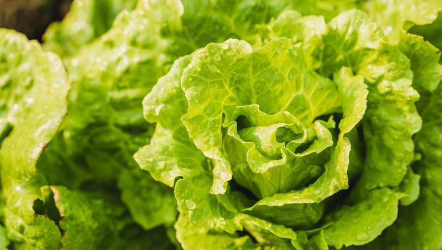 FDA says Taylor Farms Cyclospora lettuce test was a false positive