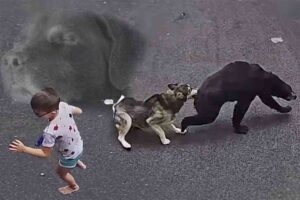 Hero husky scares off bear that got WAY too close to little boy in Connecticut driveway