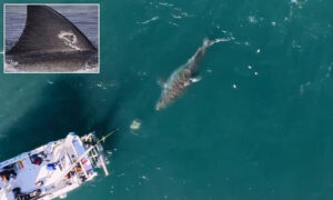 Monster 20-foot great white named ‘Big Rose’ spotted as shark sightings surge between Cape Cod and Nova Scotia