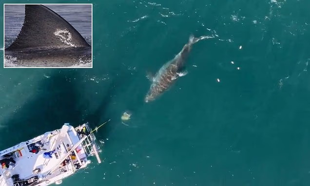 Monster 20-foot great white named ‘Big Rose’ spotted as shark sightings surge between Cape Cod and Nova Scotia