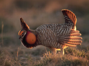 6 Animals That Came Back From Extinction in Colorado