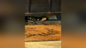 Honolulu couple discovers 3-foot python under front door