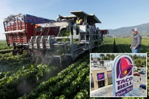 REPORT: Tainted Taco Bell ingredient ID’d as potential source of ‘explosive diarrhea’ parasite, cyclosporiasis