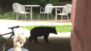 Bear crashes CSU move-in day, giving students a Colorado welcome