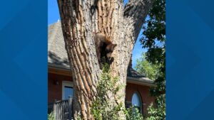 Bear found in Denver neighborhood