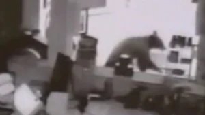 Bear tears through screen, breaks into Colorado Cherry Company building to eat blueberry pie