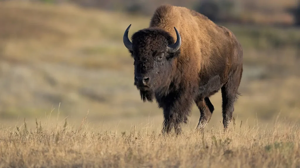 Tourists swarm massive animals and viewers fire back with ‘can’t fix stupid’
