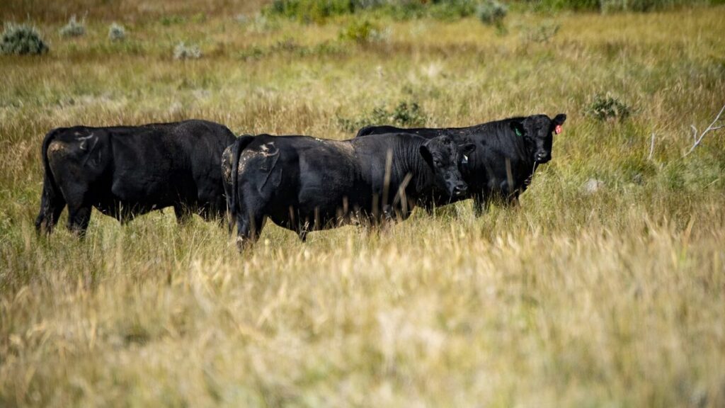 If Trump Wants To Reduce Beef Prices, He Should Help Struggling Farmers Grow Their Herds