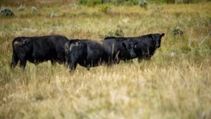 If Trump Wants To Reduce Beef Prices, He Should Help Struggling Farmers Grow Their Herds