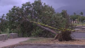 Lala wind gusts uproot trees, damage homes in West Oahu