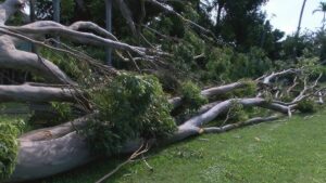 Maui families trapped for days after Lala’s winds topple 75-foot tree, utility lines
