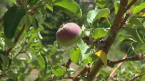 Montezuma County orchard serves up century-old varieties of award winning apples in Colorado