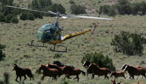EXCLUSIVE: Nevada Wild Horse Roundups Leave 11 Dead, Leaving Locals Concerned