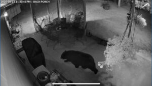 Record bear reports impacted by drought, wildfire and a low snowpack