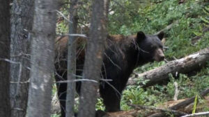 Woman in 80s attacked by bear in Estes Park home