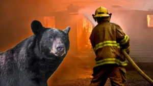 New details released after bear starts house fire in Crested Butte