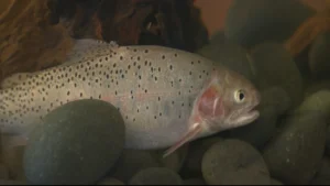Rocky Mountain National Park removing one species of trout in order to add a different species