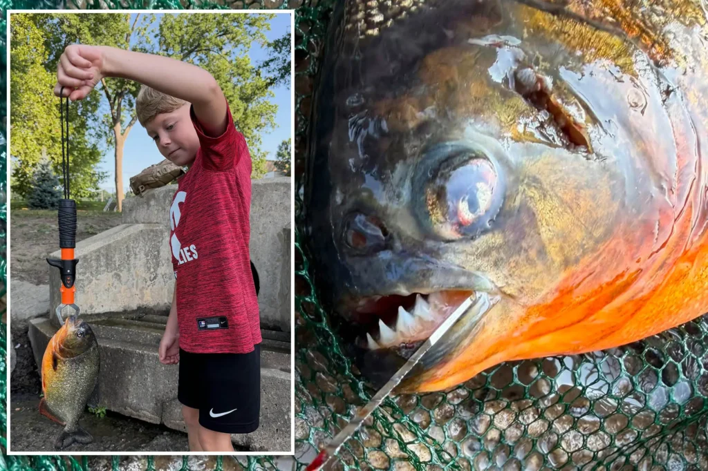 PIRANHA: Pennsylvania boy, 8, expected to catch a bass — he hooked a razor-toothed nightmare instead