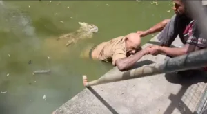 Papua New Guinea: Chilling video shows crocodile chomp handler’s legs as he desperately fights for life: ‘He couldn’t scream’