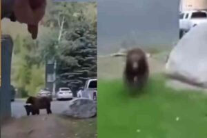 Colorado deputy gives mama bear a hard lesson about the food chain